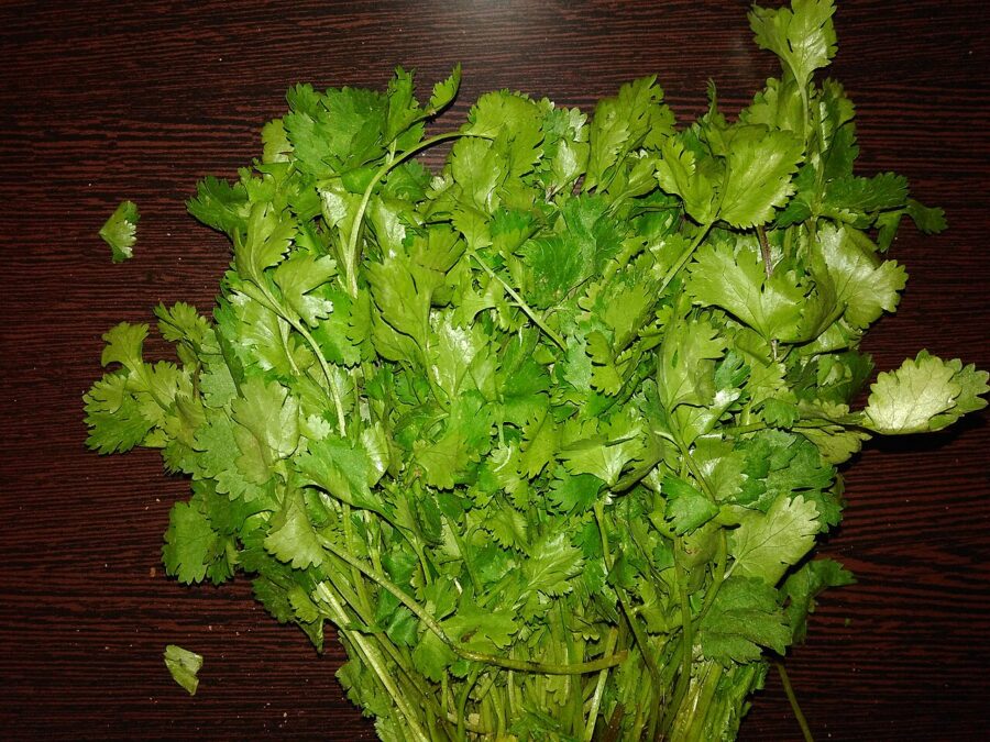 Fresh Farms Fresh Herbs Cilantro 2-Pack — Front view